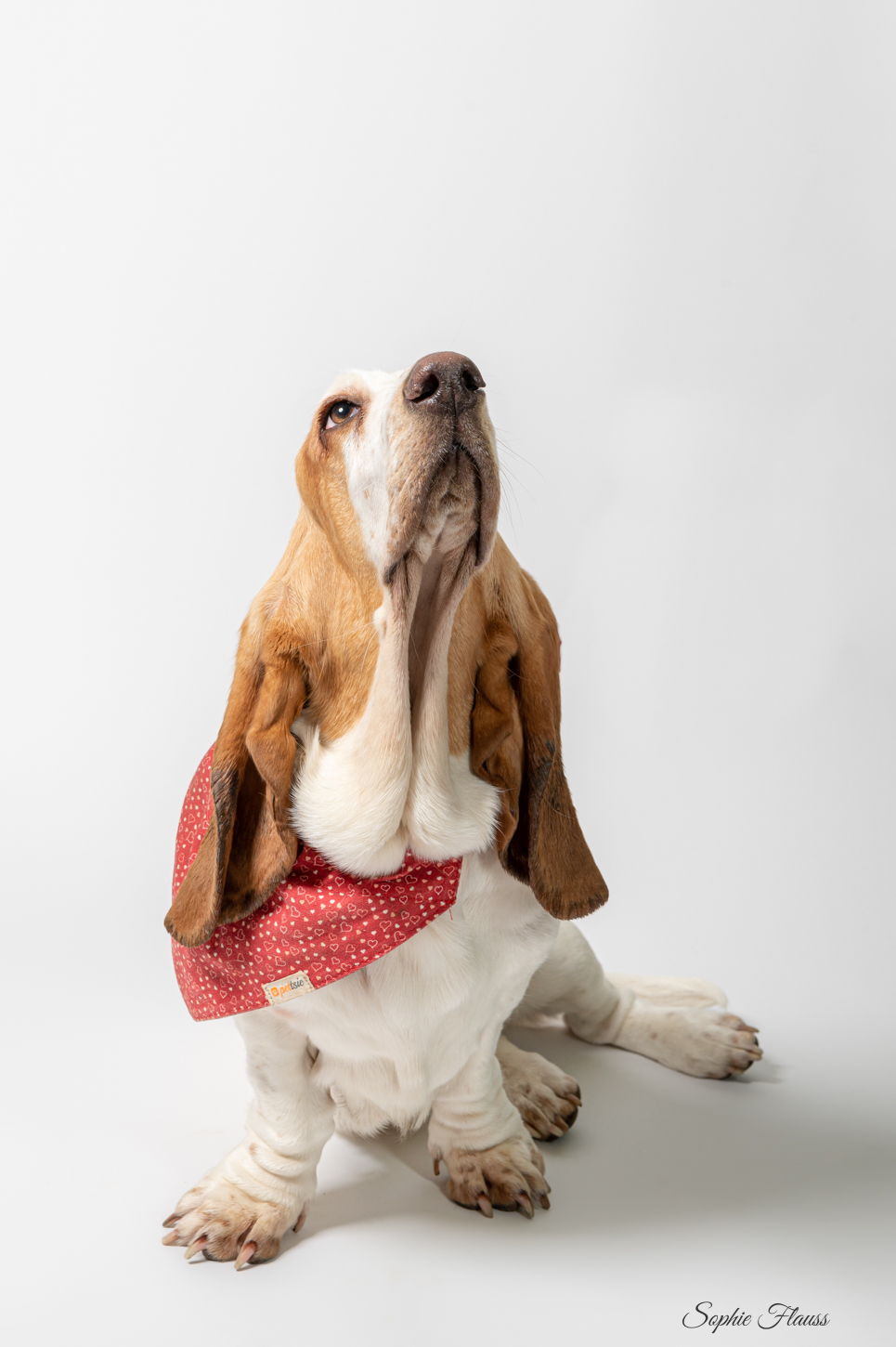 chien basset hound