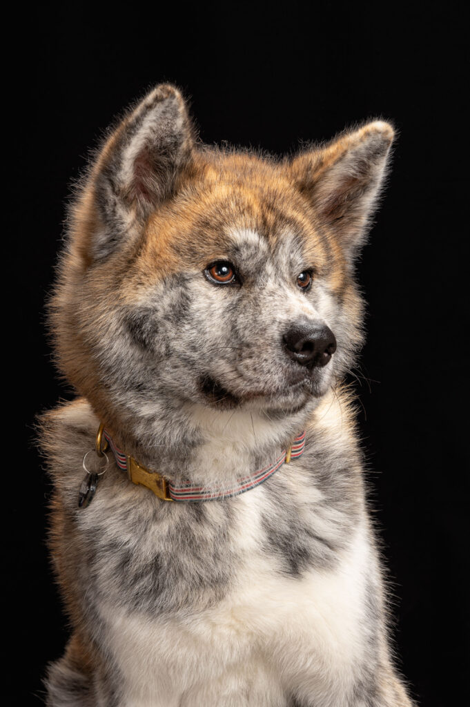 photo Akita inu studio fond noir