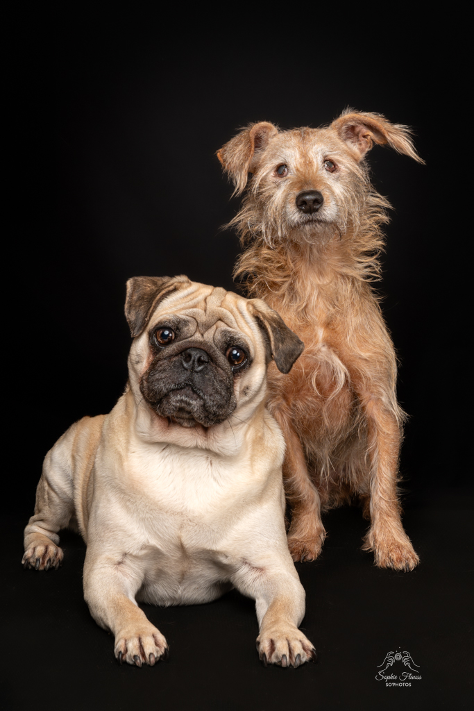 photo chiens sur fond noir